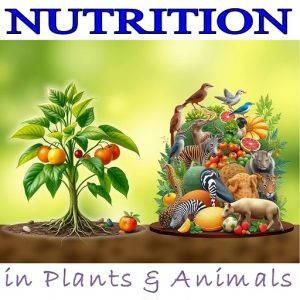 Biology Tutorials: Nutrition in Plants and Animals Ebook