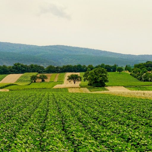 AGRICULTURE and NUTRITION