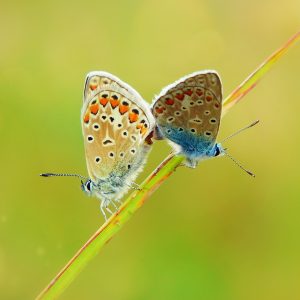 Integrated Science Resources